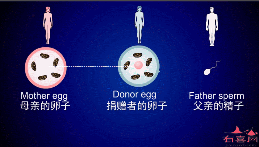 供卵试管婴儿成功率大概有多少？-供卵试管婴儿成功率调查及分析